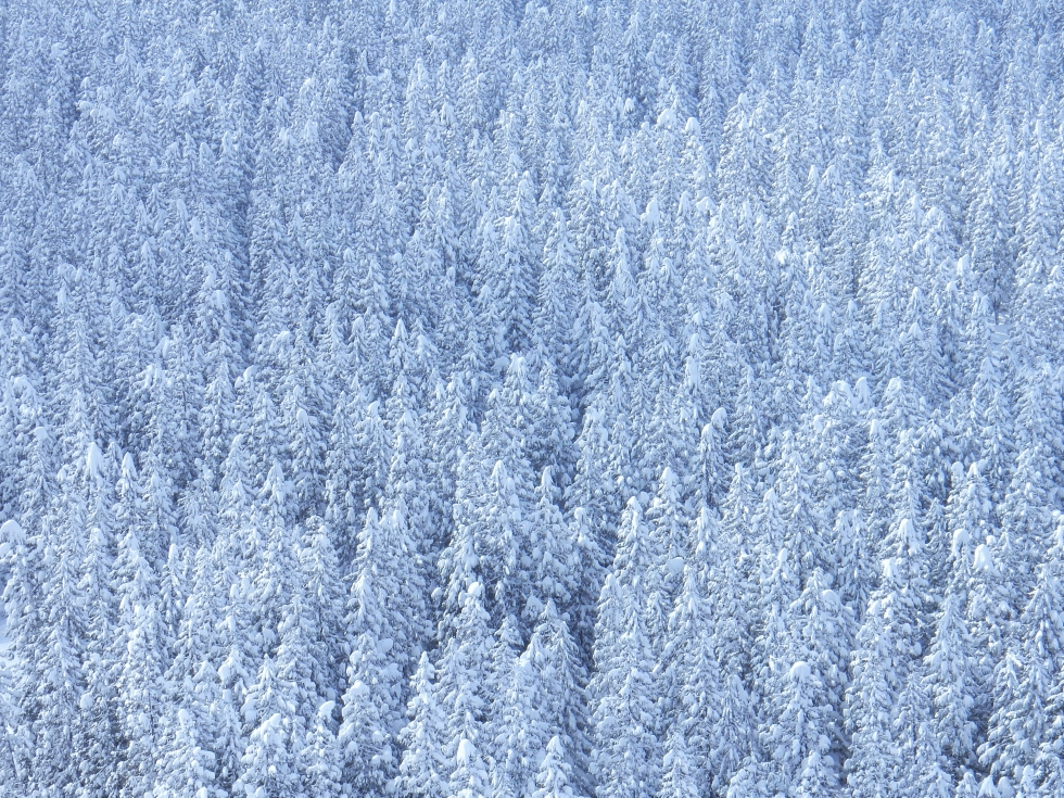 雪をかぶる真っ白な森
