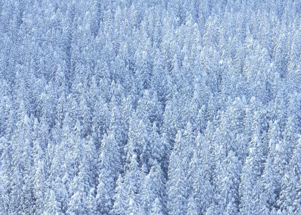 雪をかぶる真っ白な森